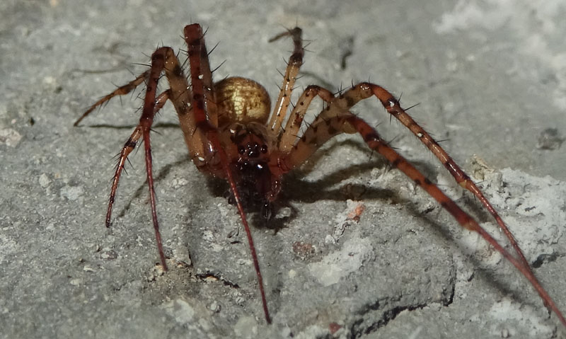 Metellina merianae - Daiano (TN)